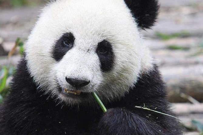 1-Day Chengdu Panda Base and Leshan Giant Buddha GROUP Tour - Pickup, group size, and transport value at $143.85