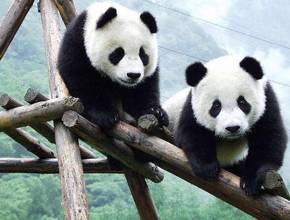 1-Day Panda Breeding Center plus Chengdu City Tour - Key highlights that make this day tour click