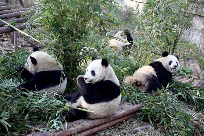 10-Day China Tour to Beijing, Xian, Chengdu and Shanghai - Mutianyu Great Wall, Hutong Rickshaw, and a Bird’s Nest Photo Break