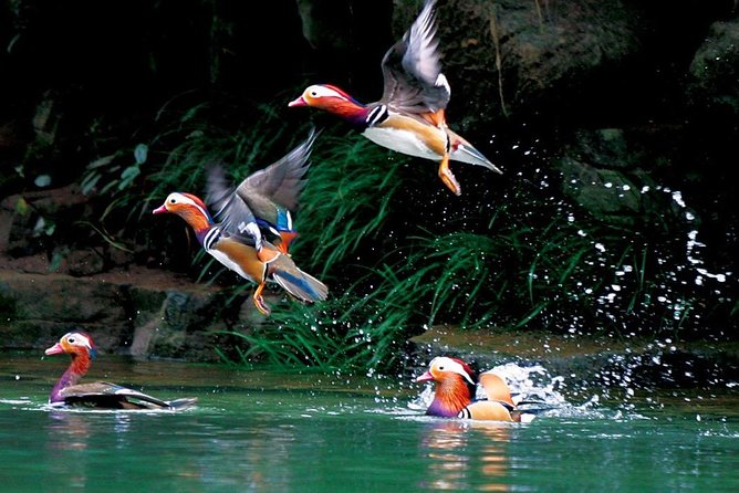 4-Day Zhangjiajie Tour to All Highlight Attractions with VIP Lift - Day 2 in Zhangjiajie National Forest Park: Bailong Elevator, Tianzi Mountain, Yuanjiajie, Golden Whip Brook