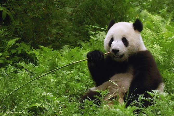 All-inclusive Day Tour: Mutianyu Great Wall & Beijing Panda Zoo with Local Lunch - A great wall day that starts with panda breakfast