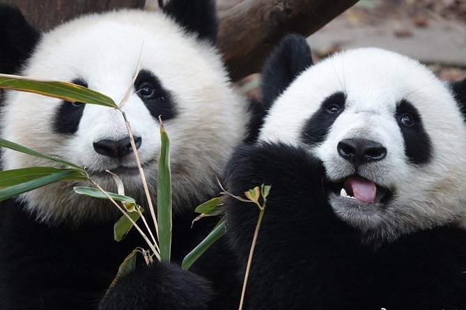 All Inclusive Private Panda Base Traditional Painting Experience - Where Lunch Fits, and How to Plan Around It