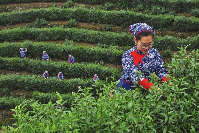 Authentic Hangzhou Longjing Tea Culture Experience Tour - Watching Tea Roasting and Production, Where the Real Craft Shows