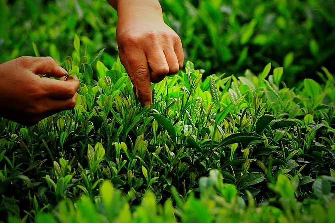 Authentic Hangzhou Longjing Tea Culture Experience Tour - The Tea House Tea Ceremony, A Hands-On Ending