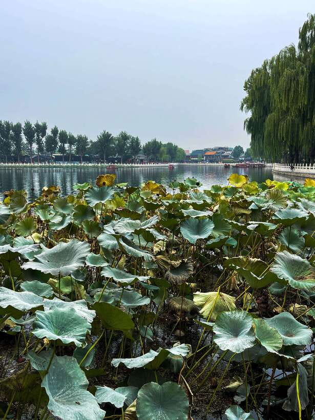 Beijing: Hutongs & Drum Tower City Walking Tour - Who should book this hutong plus Drum Tower tour