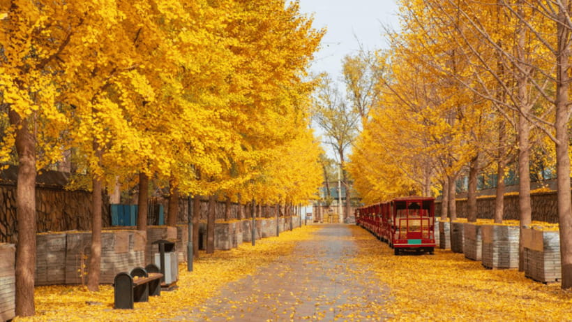 Beijing: Old Summer Palace Ruins Park Admission Ticket - Who should book this ruins ticket, and who might skip it