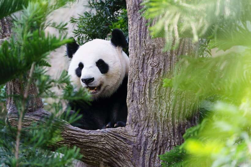 Beijing: Panda House Ticket (Zoo) new activities for 2026 - Key things I’d circle before you go