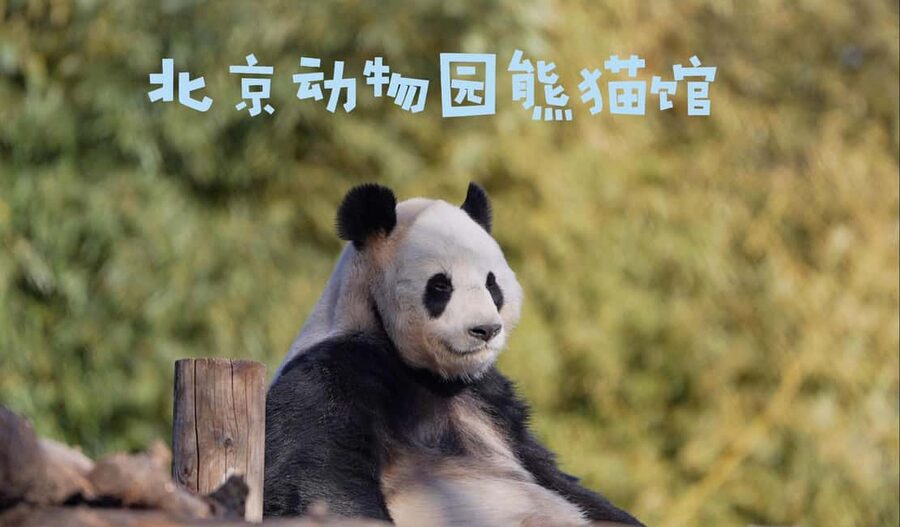 Beijing: Panda House Ticket (Zoo) new activities for 2026 - Beijing Zoo Panda House day, without the usual ticket headache
