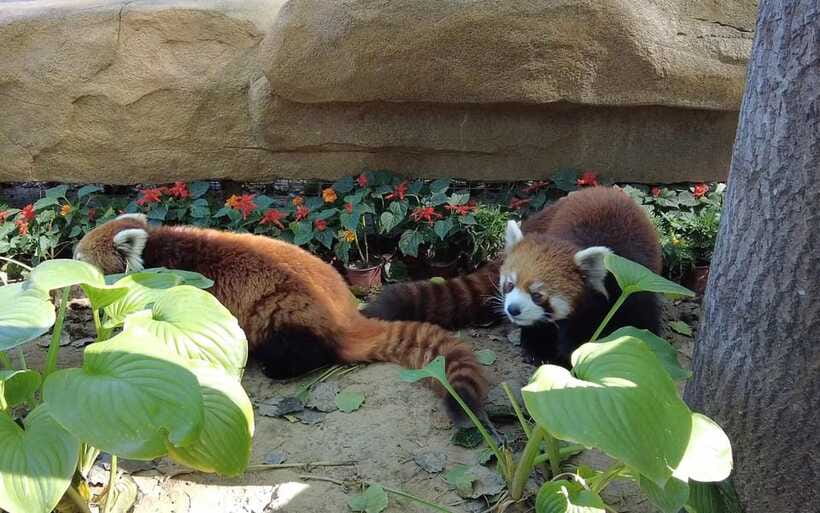 Beijing: Panda House Ticket (Zoo) new activities for 2026 - Practical fit: who this Panda House ticket helper works best for