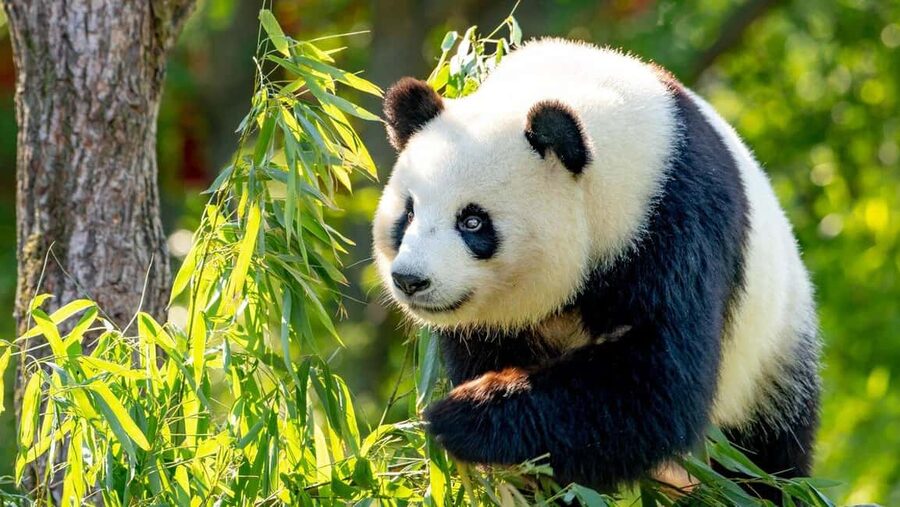 Beijing: Panda House Ticket (Zoo) new activities for 2026 - Getting your QR right: the single most important step