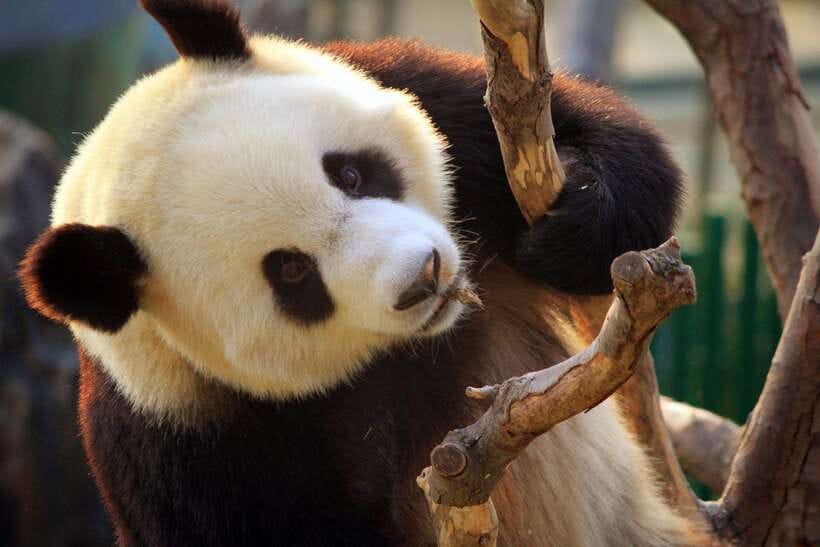 Beijing: Panda House w/Great Wall or City Sites Private Tour - Tian’anmen Square and Forbidden City: faster security, focused time inside