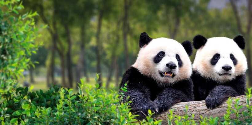Beijing: Panda House w/Great Wall or City Sites Private Tour - Customize the rest of your day: temples, Hutongs, markets, and art