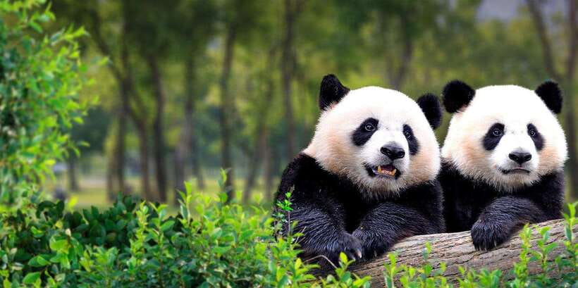 Beijing: Panda House w/Great Wall or City Sites Private Tour - Beijing Zoo Panda Garden: what you’re really paying for