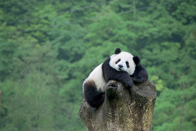 Beijing Private Tour:Mutianyu/Badaling Great Wall and Panda House - Getting to Mutianyu or Badaling with less friction