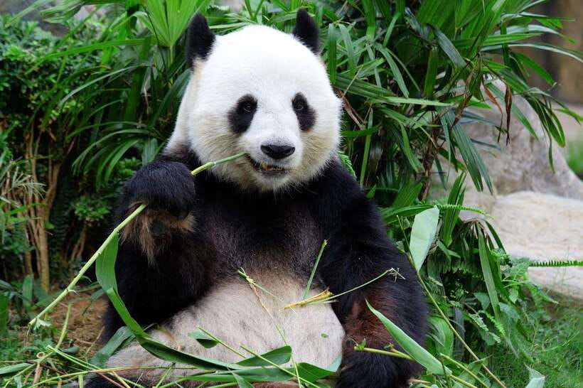 Beijing Private Tour: Summer Palace, Panda House and Options - The big idea: a private day that still feels efficient