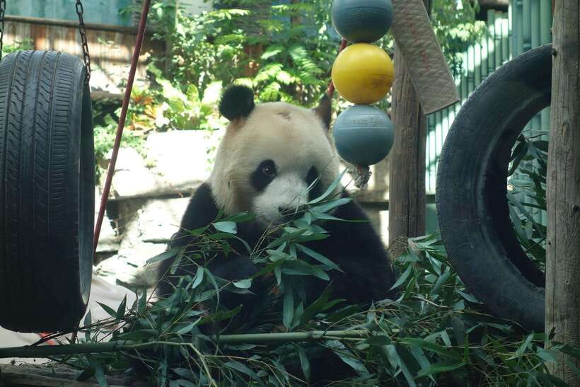 Beijing Private Tour: Summer Palace, Panda House and Options - Great Wall add-on: Mutianyu or Badaling, and what extra means