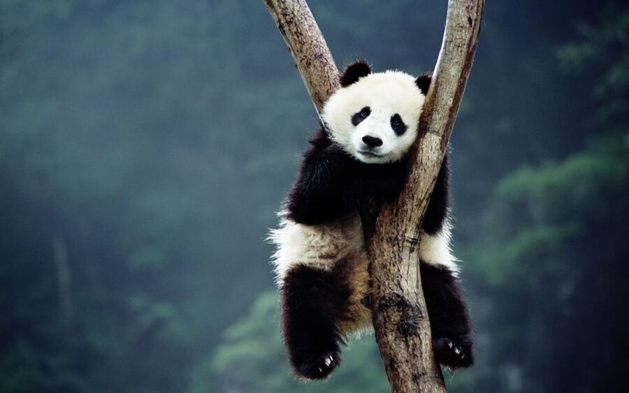 Beijing: Temple of Heaven, Panda House & Summer Palace Tour - FAQ