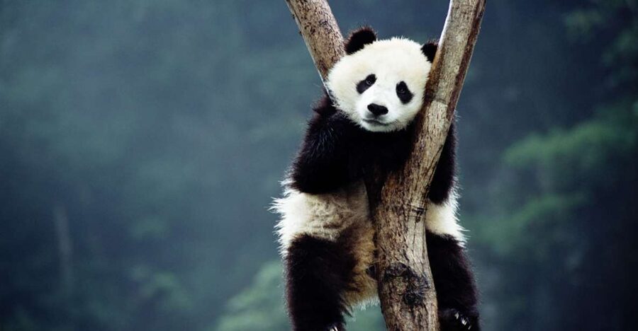 Beijing: Temple of Heaven, Panda House & Summer Palace Tour - Panda House at Beijing Zoo, the morning move that works