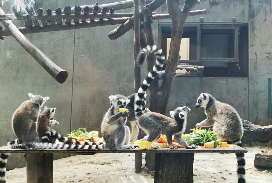 Beijing: Temple of Heaven, Panda House & Summer Palace Tour - Should you book this Beijing Panda, Palace, and Temple tour?