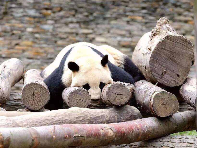 Beijing: The Beijing Zoo Entry Ticket with Pandas - Quick hits at Beijing Zoo with pandas