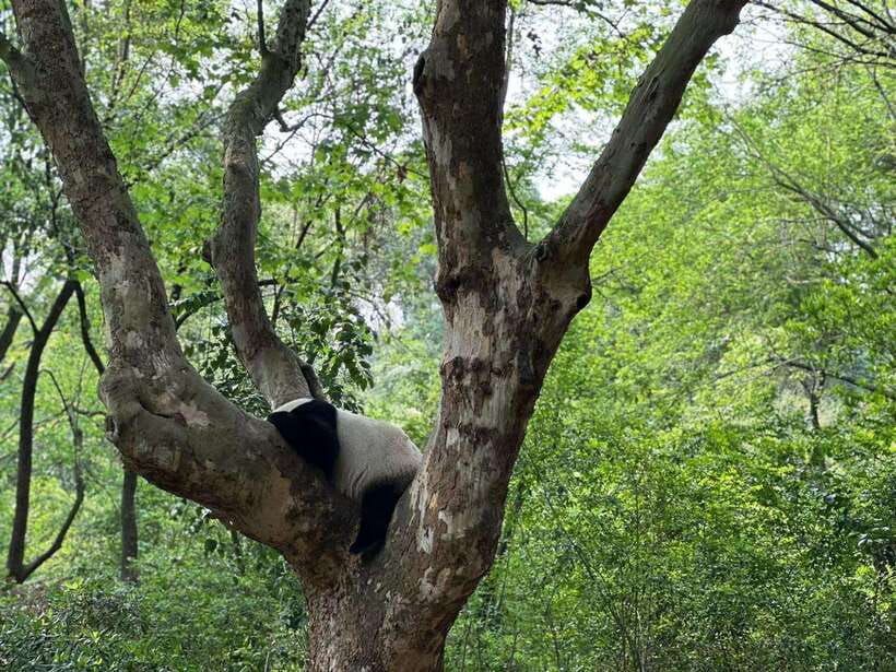 Beijing: The Beijing Zoo Entry Ticket with Pandas - Aquarium and paid shows: add them only if they fit your day
