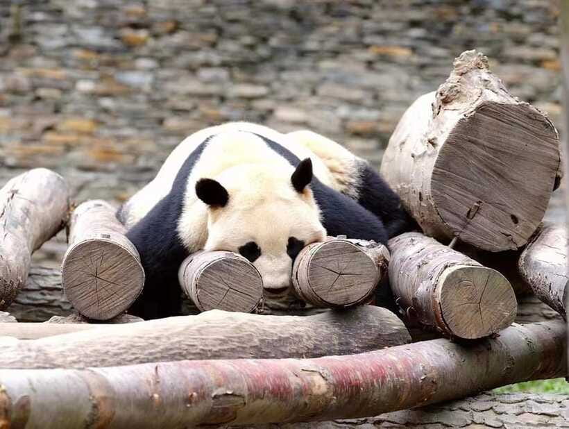 Beijing: The Beijing Zoo Entry Ticket with Pandas - Rules and animal welfare: go in with clear eyes