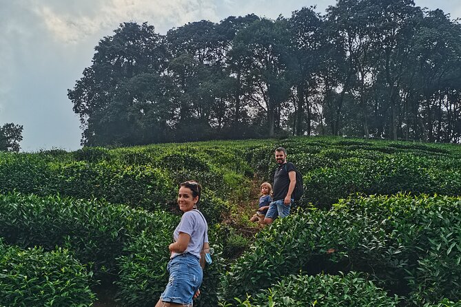 Best of Hangzhou: A Comprehensive Tour of the City's Top Sights - Meijiawu tea fields: Dragon Well tasting plus real lunch decisions