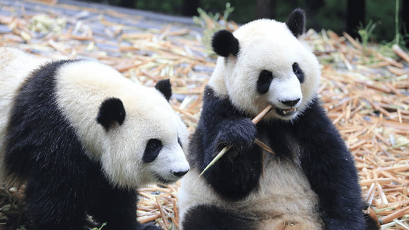 Chengdu: Giant Panda Base Reservation and Entry - Key things to know before you go