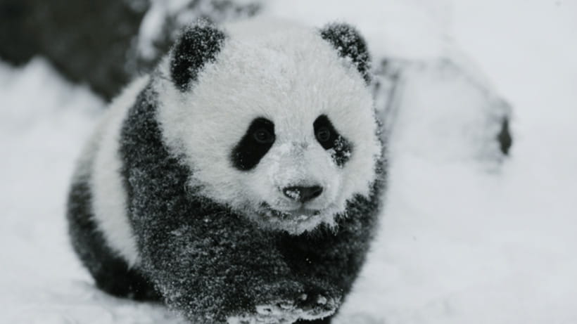 Chengdu: Giant Panda Base Reservation and Entry - Why Chengdu Panda Base Is Worth a Full Day