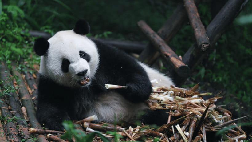 Chengdu: Giant Panda Base Reservation and Entry - Entering the Base: How the Booking Confirmed My Confidence