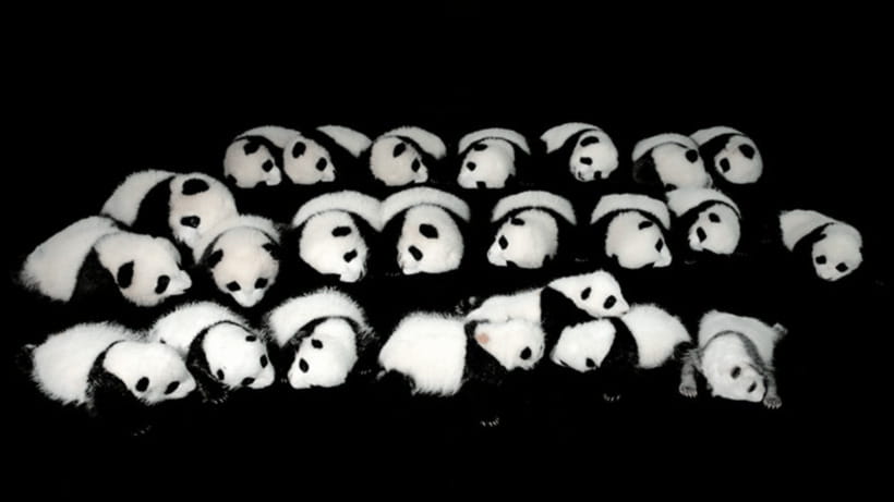 Chengdu: Giant Panda Base Reservation and Entry - Conservation Center Learning: Panda Breeding and Protection Made Clear
