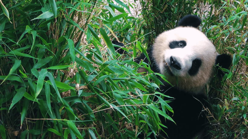 Chengdu: Giant Panda Base Reservation and Entry - The Red Panda Stop: Small Distractions That Make Your Photos Better