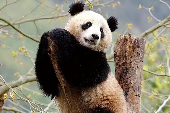 Chengdu: Giant Panda Breeding Research Base Ticket - Why the Chengdu Panda Base feels different from a zoo