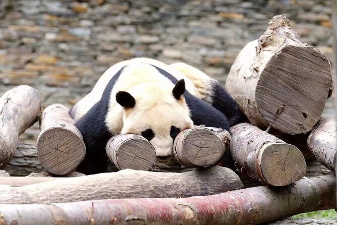Chengdu: Giant Panda Breeding Research Base Ticket - Ticketing and passport entry: the smooth path in