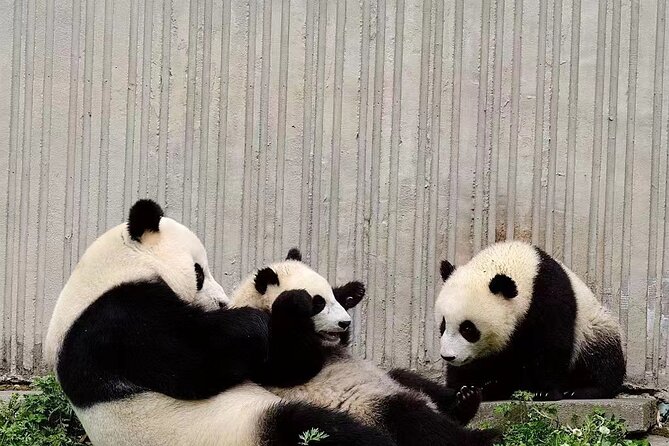 Chengdu: Giant Panda Breeding Research Base Ticket - What 5-7 hours really means for your day in Chengdu
