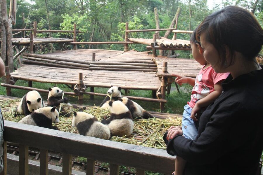 Chengdu: Giant Panda Breeding Research Base Ticket - The rest of the animal collection: red pandas and birds that add variety