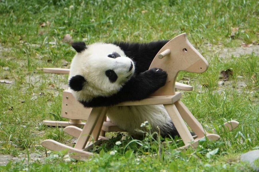 Chengdu: Giant Panda Breeding Research Base Ticket - Crowds, heat, and indoor viewing centers: how to protect your comfort