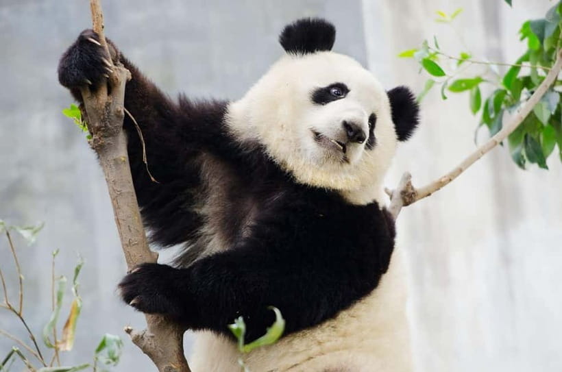 Chengdu Giant Panda: Panda Base or Shenshuping (optional) - Key points worth planning for