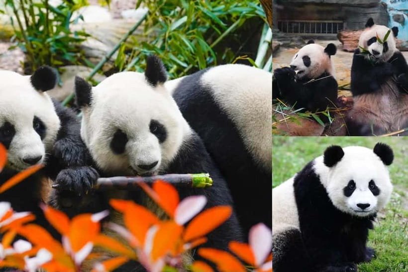 Chengdu Giant Panda: Panda Base or Shenshuping (optional) - Chengdu Panda day: picking Panda Base or Shenshuping