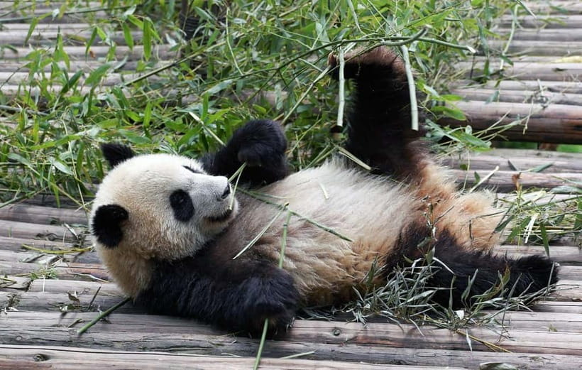 Chengdu Giant Panda: Panda Base or Shenshuping (optional) - Timing that matters: your best chance to see panda activity