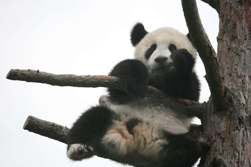 Chengdu Giant Panda: Panda Base or Shenshuping (optional) - Shenshuping route: a natural habitat day with education built in