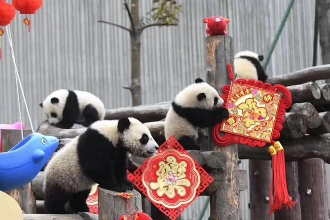 Chengdu Kung Fu Panda Tour Tai Chi, Martial Arts and Panda Base - Timing, pickup, and how the day stays manageable