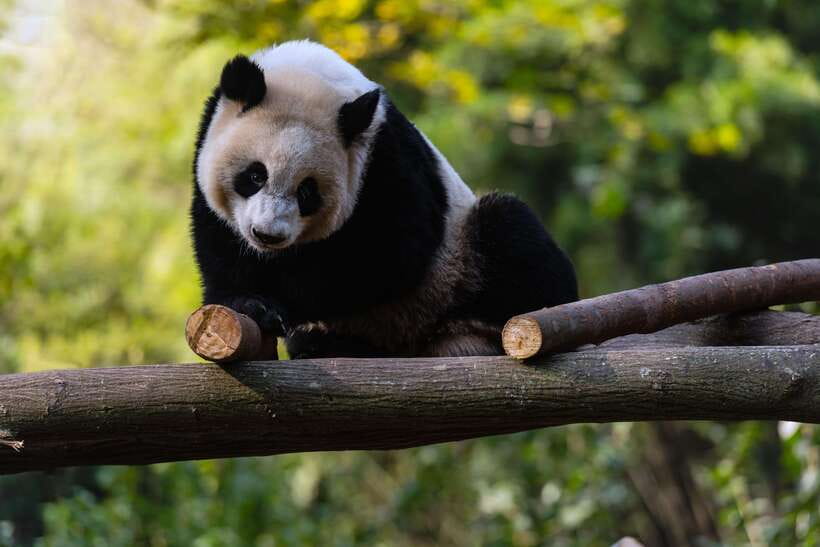 Chengdu: Leshan Buddha Optional Tours w/ Transfer or Guide - On-Site Experience Tips That Improve Your Day