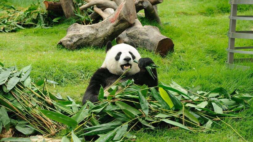 Chengdu：Panda Base Entry Ticket & English PDF Guidebook - Key points to know before you go