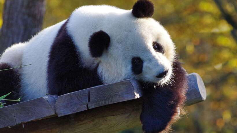 Chengdu：Panda Base Entry Ticket & English PDF Guidebook - What a Good Day at the Base Feels Like