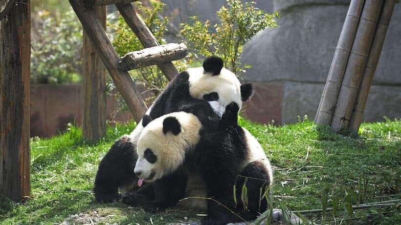 Chengdu：Panda Base Entry Ticket & English PDF Guidebook - Passport Entry and Fast Gate Time at Chengdu Panda Base