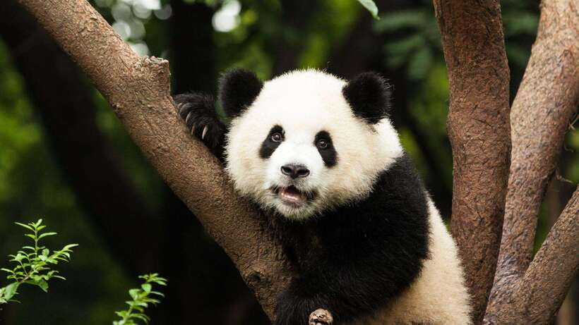 Chengdu：Panda Base Entry Ticket & English PDF Guidebook - The English PDF Guidebook: More Than a Map