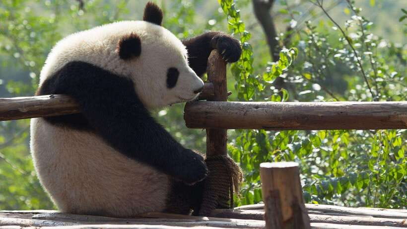 Chengdu：Panda Base Entry Ticket & English PDF Guidebook - Walking the Panda Base: Expect Distance, Use Shuttle Smartly