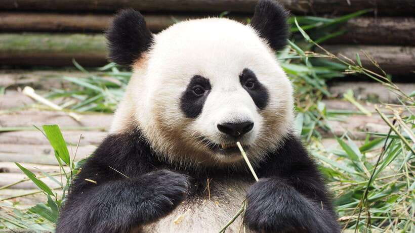 Chengdu：Panda Base Entry Ticket & English PDF Guidebook - Key Areas You’ll Actually Care About in the Park