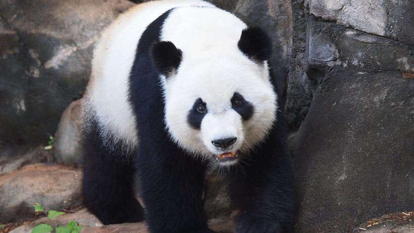 Chengdu：Panda Base Entry Ticket & English PDF Guidebook - Rules That Protect the Pandas, and How to Follow Them